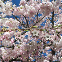 Cherry Blossom Split Keychain