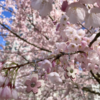 Cherry Blossom Clip Keychain
